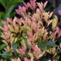Party Lights Pink Flush Tea Olive (osmanthus) - Live Plant - ( 1 QT ) FJ
