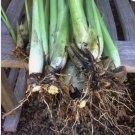 10 Fresh rooting lemongrass, 6- 12 inches live plant FJ