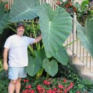 5 LIVE BULBS Colocasia gigantea Thailand Giant Thai Giant Elephant Ear Huge Leaf FJ