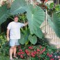 4 LIVE BULBS Colocasia gigantea Thailand Giant Thai Giant Elephant Ear Huge Leaf FJ