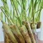 3 Lemongrass ROOTED Stalks, READY to PLANT, Mosquito Repellent Citronella FJ