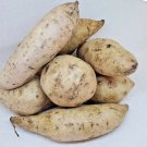 2 LBS Purple Flesh Japanese Okinawan Sweet Yam Hawaiian Potatoes FJ