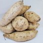 2 LBS Purple Flesh Japanese Okinawan Sweet Yam Hawaiian Potatoes FJ