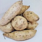 5 POUNDS Purple Flesh Japanese Okinawan Sweet Yam Hawaiian Potatoes FJ