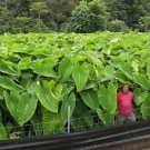 50 LIVE Colocasia Esculenta Elephant Ear Taro Gabi Kalo Eddo Bulbs FAST GROWING FJ