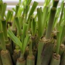 12 Fresh rooting lemongrass, 6- 12 inches live plant ready 2 plant in pot/soil FJ