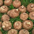 READY TO GROW 10 Colocasia Esculenta Elephant Ear Taro Gabi Kalo Eddo Bulbs FJ