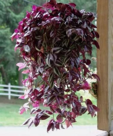 Violet Hill Tradescantia Zebrina Trailing Wandering Jew Houseplant 3 L Clippings FJ