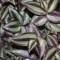Violet Hill Tradescantia Zebrina Trailing Wandering Jew Houseplant 3 L Clippings FJ