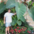 LIVE BULBS Colocasia gigantea Thailand Giant Thai Giant Elephant Ear Huge Leaf FJ