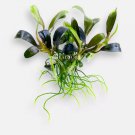 Bucephalandra King Blue Tissue Culture FJ