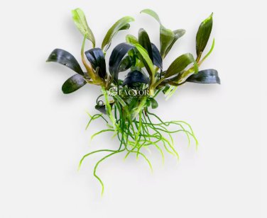 Bucephalandra King Blue Tissue Culture FJ