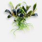 Bucephalandra King Blue Tissue Culture FJ