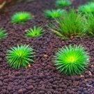 Ericocaulon Ratnagiricum (Dwarf Baby Urchin) FJ