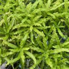 Pogostemon Helferi Downoi Tissue Culture FJ
