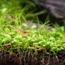 Glossostigma Elatinoides Platinum Tissue Culture FJ