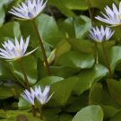 Nymphaea Daubeniana | Aquarium Plants Factory FJ