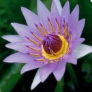 Nymphaea Colorata | Aquarium Plants Factory FJ