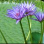 Nymphaea August Koch | Aquarium Plants Factory FJ