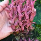 Rotala Macrandra | Aquarium Plants Factory FJ