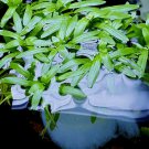 Stargrass | Aquarium Plants Factory FJ