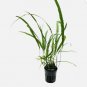 Microsorum Pteropus 'Needle' | Aquarium Plants Factory FJ