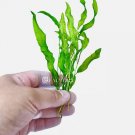 Potamogeton Lucens (Shining Pondweed) | Aquarium Plants Factory FJ