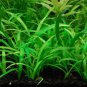 Dwarf Sagittaria Subulata Foreground Aquarium Plants Factory FJ