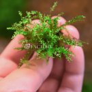 Pearl Moss | Aquarium Plants Factory FJ