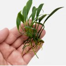 Anubias Congensis Mini | Aquarium Plants Factory FJ