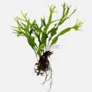 Java Fern Lace Windelov | Aquarium Plants Factory FJ
