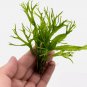 Java Fern Lace Windelov | Aquarium Plants Factory FJ