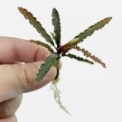 Bucephalandra Pink Godzilla | Aquarium Plants Factory FJ