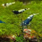 Fissidens Fontanus / Phoenix Moss | Aquarium Plants Factory FJ