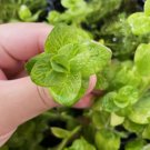 Bacopa Lanigera 'Variegata' FJ