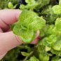 Bacopa Lanigera 'Variegata' FJ