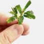 Bucephalandra Biblis Blue Sky FJ