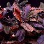Bucephalandra Brownie Ghost FJ