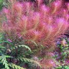 Rotala Wallichii FJ