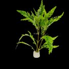 Hygrophila Pinnatifida FJ