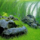 Eleocharis Vivipara FJ