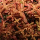 Ammannia Gracilis FJ