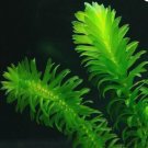 Anacharis Egeria Elodea Densa FJ