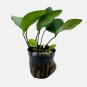 Anubias Barteri FJ