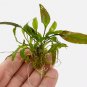 Cryptocoryne Willisii FJ