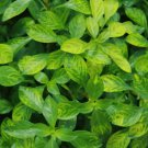 Ludwigia Atlantis FJ