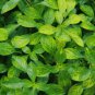 Ludwigia Atlantis FJ