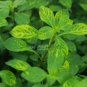 Ludwigia Atlantis FJ