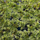 Salvinia Natans FJ