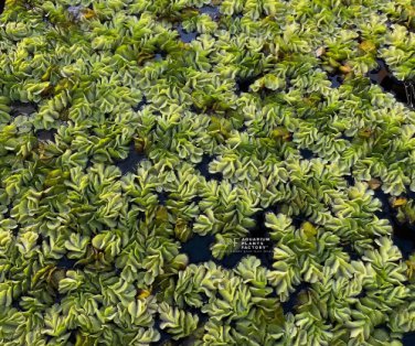 Salvinia Natans FJ